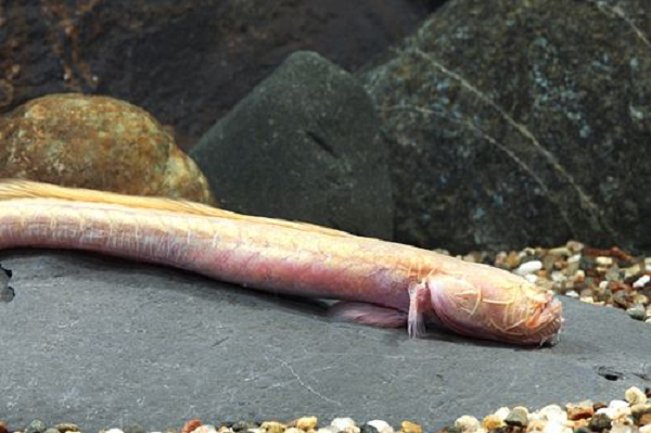 Răng của cá Worm Goby rất nhỏ, lại giòn và dễ gãy nên trong trường hợp bị cắn thì cũng không có gì đáng ngại.