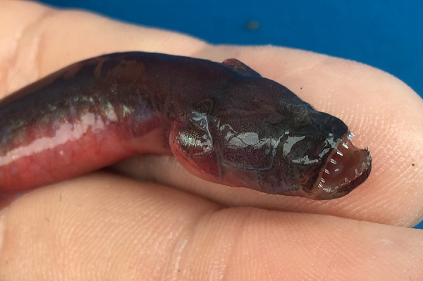 Đây cũng là một trong những sinh vật mà loài người ít biết đến. Những gì chúng ta nắm được về chủng sinh vật này là chúng ăn các loài giáp xác và cá nhỏ hơn.