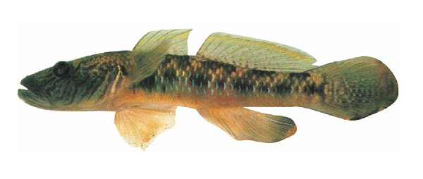 Chúng thường được tìm thấy ở các vùng sông, rạch thuộc các tỉnh miền Tây Nam Bộ trên hệ thống sông Cửu Long.