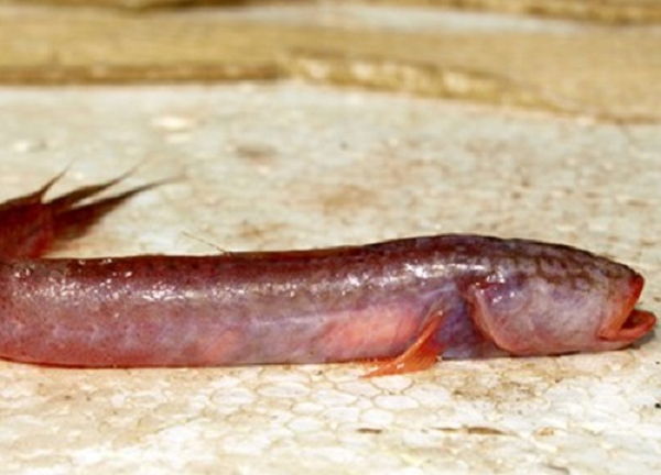 Mặc dù sinh vật này chỉ dài 15 cm nhưng cũng đủ khiến ai nhìn thấy nó cũng phải giật mình. Nó sở hữu khuôn mặt đáng sợ, không có mắt, toàn thân màu nâu pha tím, đuôi như đuôi rồng và hàm răng thì vô cùng sắc nhọn.