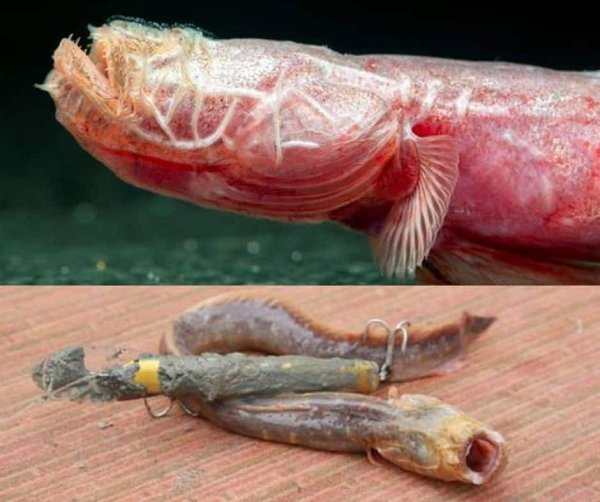 Các thông tin như khả năng sinh sản, môi trường sống và một số tập tính bên lề thì có rất ít thông tin. Dù có vẻ ngoài khá đáng sợ, nhưng cá Worm Goby không gây nguy hiểm cho con người.