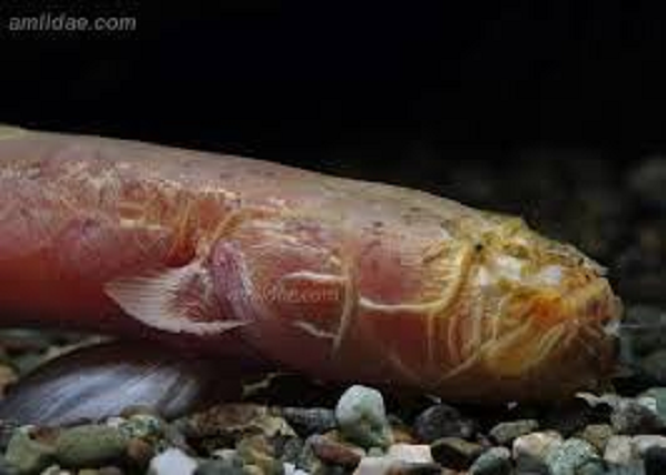 Do sống trong môi trường thiếu ánh sáng nên mắt của cá Worm Goby rất nhỏ hay thậm chí tiêu biến. Hàm răng của chúng sắc nhọn chĩa ra ngoài vì loài cá này không muốn để mất con mồi khi mà chúng không thể nhìn thấy nạn nhân.