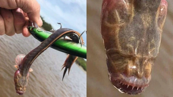 Khi đang đi câu ở một con sông thuộc Vườn quốc gia Kakadu nằm ở lãnh thổ Bắc Úc, một nhóm người đã vô tình kéo lên một sinh vật vô cùng kỳ dị.