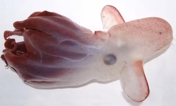 Các nhà nghiên cứu phát hiện loài bạch tuộc dumbo hoàng đế có tên khoa học Grimpoteuthis imperator ở phía bắc Emperor Seamounts, sống núi dưới biển ở tây bắc Thái Bình Dương vào tháng 5 vừa qua. Dù số lượng không nhiều, G. imperator vẫn đóng vai trò quan trọng ở môi trường biển sâu.