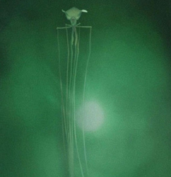 Các nhà khoa học của NOAA vào tháng 11 đã phát hiện một con mực vây lớn quý hiếm (thuộc chi Mangapinna) trong chuyến thám hiểm biển sâu ở Vịnh Mexico. Loài mực này có một cơ thể rất kỳ lạ với những chiếc vây khổng lồ, óng ánh và những chiếc xúc tu siêu dài có phần uốn cong như khuỷu tay.