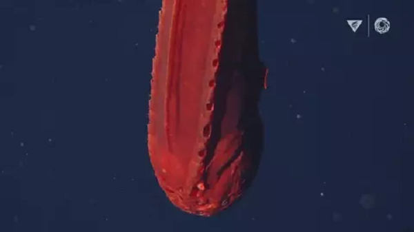 Viện Nghiên cứu Thủy sinh Vịnh Monterey (MBARI) đã công bố đoạn phim vào tháng 8 một loài cá tên whalefish cái có đến ba hình dạng khác nhau từ cá con (cá vòi rồng), cá đực (cá mũi to) và cá cái (cá voi).