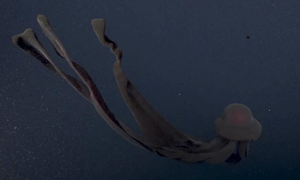 Sứa ma khổng lồ (Stygiomedusa gigantea) được các nhà sinh vật biển thuộc Viện nghiên cứu thủy sinh Vịnh Monterey (MBARI) của Mỹ phát hiện vào tháng 11. Sứa ma khổng lồ, một trong những loài sứa lớn nhất hành tinh, được phát hiện ở những nơi sâu nhất của tất cả các đại dương trên thế giới ngoại trừ Bắc Cực.