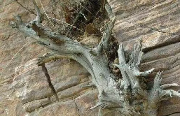 Thuộc dòng quý hiếm, phải mất nhiều năm mới có được gỗ nhai bách giá trị. Cho nên, giá thành của các loại gỗ này vô cùng đắt. Nhiều người chơi gỗ dù có bỏ tiền ra hàng trăm triệu cũng chưa chắc đã mua được những tấm gỗ nhai bách hảo hạng.