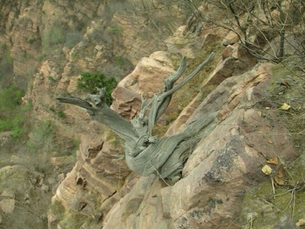 Mức giá đắt đỏ của gỗ nhai bách chưa là gì so với gỗ lụa nhai bách. Gỗ lụa nhai bách ở đây chính là phần rễ của những cây nhai bách lâu năm, với nhiều hình dạng kỳ thú hấp dẫn khác nhau.