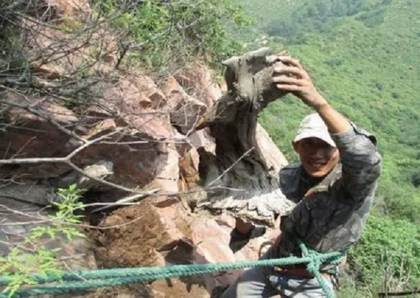 Đó chính là gỗ nhai bách - loại gỗ quý hiếm nổi tiếng và có giá trị thẩm mỹ cao được rất nhiều người yêu thích. Đặc biệt là phần rễ của cây nhai bách hay còn gọi là lũa nhai bách có hình dáng vô cùng độc đáo lại có mùi thơm quyến rũ nên thường được dùng nhiều để tạo ra những tác phẩm điêu khắc.