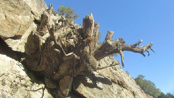 1m khối gỗ nhai bách có thể rơi vào hàng vài chục triệu đồng. Còn các tác phẩm gỗ nhai bách có những bức tượng trở nên vô giá, với vẻ đẹp xuất sắc hiếm có được tạo ra từ các nghệ nhân tài hoa.