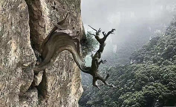 Cây nhai bách (tên khoa học thuja sutchuenensis) là một giống cây mọc tự nhiên trên các vách núi đá vôi, rặng núi, sườn núi với độ cao trên 1500m. Trải qua hàng trăm năm mưa gió với các điều kiện thời tiết khác nhau nên gỗ của nhai bách dường như hấp thụ mọi tinh hoa của đất trời mang lại nhiều lợi ích sức khỏe, may mắn cho con người.