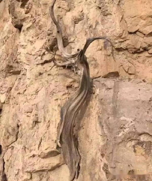 Vì thế, giá của phần gỗ lụa nhai bách thường có giá hàng trăm triệu đồng, thậm chí có thể lên đến con số hàng tỷ đồng.