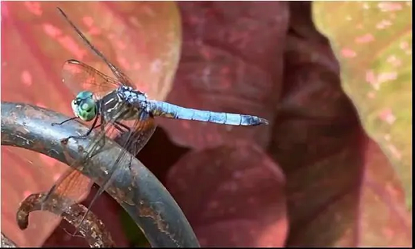 Những con chuồn chuồn đực thường có “hoa văn trang trí” màu đen trên cánh để thu hút chuồn chuồn cái. Tuy nhiên hình ảnh dưới đây cho thấy chúng đang tiến hóa để có ít mẫu trang trí trên cánh hơn vì khí hậu ngày càng nóng hơn. Đây là một trong những minh chứng rõ ràng về hậu quả khi mẹ thiên nhiên nổi giận.