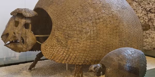 Chiều dài từ đầu đến đuôi của Glyptodon lên tới 3,3 m, vỏ cao tới 1,5 m và nặng tới 2 tấn.