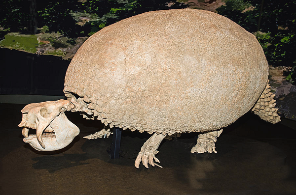 2,5 triệu năm trước, Glyptodon tiến vào Châu Mỹ qua Cầu đất Panama, hóa thạch của chúng xuất hiện ở Texas và thậm chí nhiều nơi còn xa hơn thế.