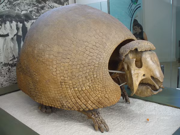 Hóa thạch hoàn chỉnh này vô cùng hiếm và có giá trị lịch sự cũng như văn hoá cực kỳ cao.