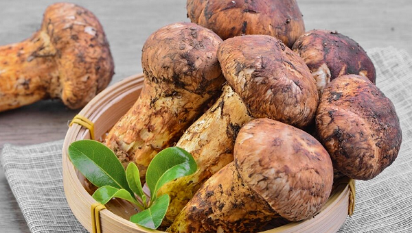 Matsutake, tiếng Việt gọi là nấm Tùng Nhung là loại nấm vô cùng quý hiếm. Nấm Tùng Nhung chỉ xuất hiện ở trong những rừng thông đỏ và chúng mọc trên rễ của những cây thông lớn.