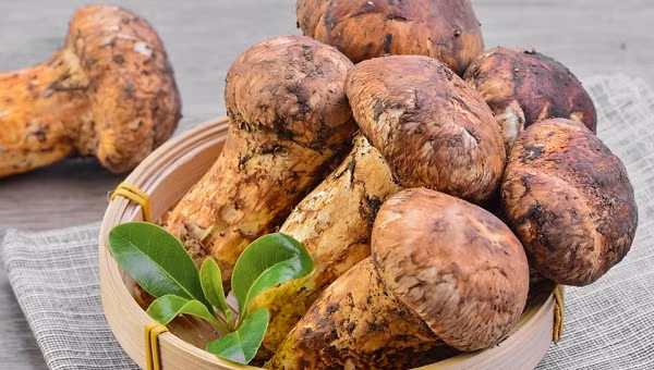 Matsutake, tiếng Việt gọi là nấm Tùng Nhung là loại nấm vô cùng quý hiếm. Nấm Tùng Nhung chỉ xuất hiện ở trong những rừng thông đỏ và chúng mọc trên rễ của những cây thông lớn.