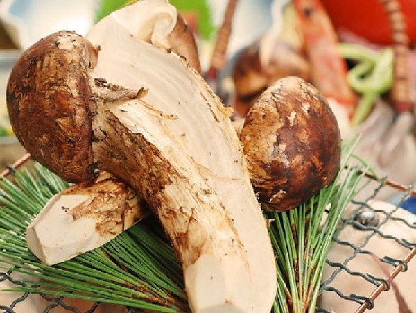 Nấm Tùng Nhung là loại nấm đắt thứ ba trên thế giới sau Yartsa Gunbu (50.000 USD/500 gram) và nấm cục trắng châu Âu (1500-4500 USD/500 gram). Thu hoạch hàng năm của nấm Matsutake ở Nhật Bản không vượt quá 1.000 tấn mỗi năm, vì vậy một cây nấm Matsutake đơn lẻ có thể có giá lên đến 100 USD và giá có thể lên đến hơn 2000 USD/kg.