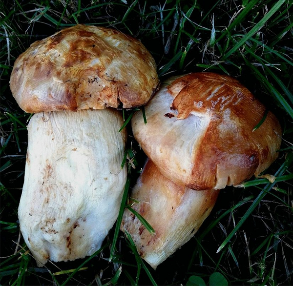 Vì đặc tính riêng biệt là nấm Tùng Nhung chỉ bám vào phần rễ nhỏ của cây thông sống nên rễ tạo ra khuẩn, nhờ khuẩn đó mà cây nấm mọc lên. Con người vẫn chưa thể tạo ra loại nấm này được mà chỉ có thể thu hoạch ngoài tự nhiên.