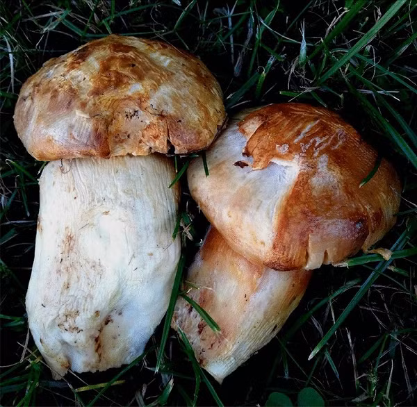 Vì đặc tính riêng biệt là nấm Tùng Nhung chỉ bám vào phần rễ nhỏ của cây thông sống nên rễ tạo ra khuẩn, nhờ khuẩn đó mà cây nấm mọc lên. Con người vẫn chưa thể tạo ra loại nấm này được mà chỉ có thể thu hoạch ngoài tự nhiên.