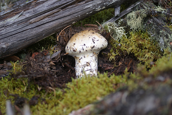 Nấm Tùng Nhung chứa tám axit amin thiết yếu mà còn có một lượng lớn vitamin B1, B2, C và PP, không chỉ là món ăn giá trị dinh dưỡng cao mà được xem là loại dược liệu đặc biệt.