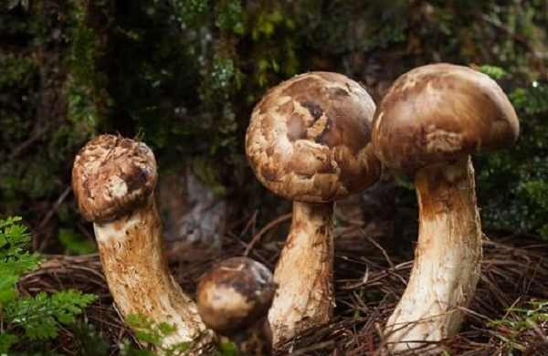 Matsutake thường được bán trong 3 tuần vào cuối tháng 9 và đầu tháng 10. Nếu có nhiều mưa, nấm bắt đầu nảy mầm vào cuối tháng 8. Vì loại nấm này rất nhạy cảm với sự thay đổi thời tiết và vận chuyển, nên 2-3 ngày sau khi hái cần được tiêu thụ.