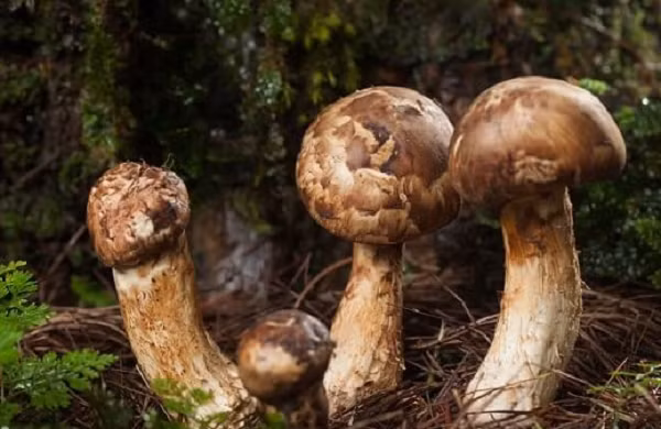 Matsutake thường được bán trong 3 tuần vào cuối tháng 9 và đầu tháng 10. Nếu có nhiều mưa, nấm bắt đầu nảy mầm vào cuối tháng 8. Vì loại nấm này rất nhạy cảm với sự thay đổi thời tiết và vận chuyển, nên 2-3 ngày sau khi hái cần được tiêu thụ.