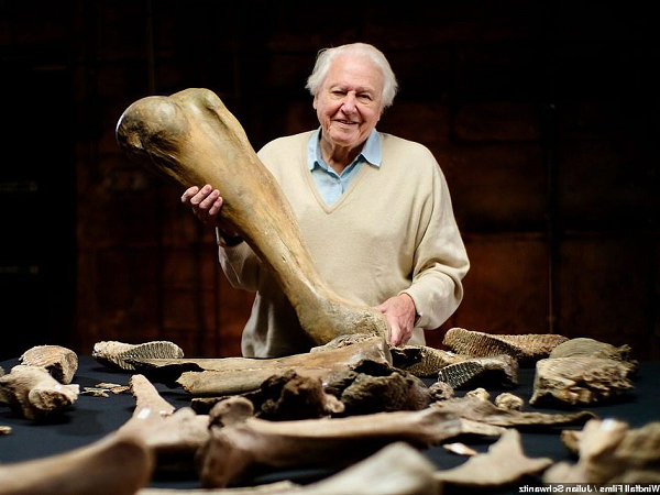 Voi ma mút hay còn có tên tiếng Anh là Mammoth thuộc loài Mammuthus – một loài voi cổ đại đã bị tuyệt chủng. Chúng có bộ lông dài gần 50cm, rậm rạp hơn loài voi bây giờ, có ngà dài và cong, răng voi ma mút rất dài, cong quặp vào trong, dài nhất lên đến 5cm, răng lớn, sắc cạnh, thích hợp cho nghiền nát cỏ.