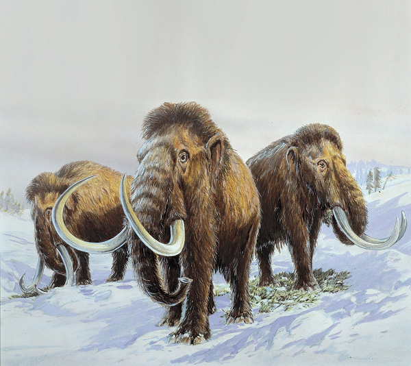 Vòi của voi ma mút có hai chỗ lồi giống như ngón tay, một ở phía trước và một ở phía sau, giúp chúng dễ dàng túm lấy cỏ. Da màu đen, nâu và nâu đỏ, lông vàng, cao từ 3 đến 3,3 m.