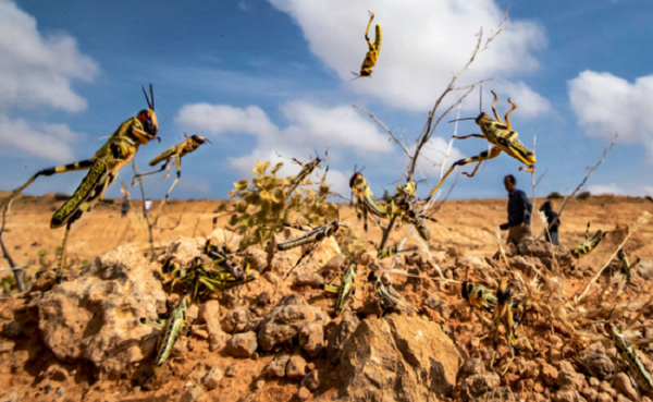 Bà Vanga tiên đoán nhiệt độ ở Ấn Độ có thể lên đến 50 độ C, châu chấu tấn công mùa màng dẫn đến nạn đói. Lời tiên đoán này có nhiều điểm tương đồng với những bài thơ sấm truyền nổi tiếng của nhà triết học Nostradamus.