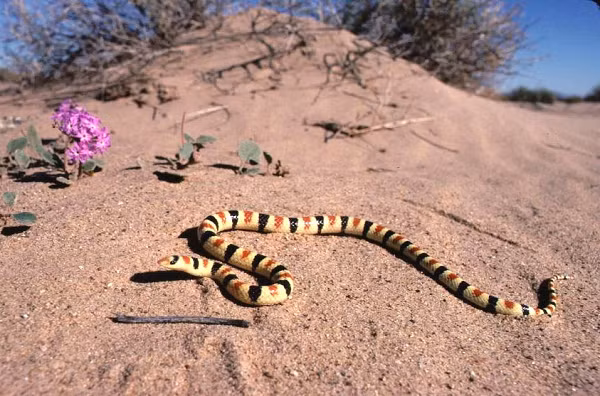 Để tìm hiểu kỹ hơn, các nhà khoa học đã tiến hành các nghiên cứu về việc phát hiện động đất của động vật. Jiba Raj Pokharel, giáo sư kỹ thuật và giám đốc Trung tâm Nghiên cứu Thảm họa, Nepal đã đề xuất xây dựng các bãi rắn trên khắp đồng bằng Terai chạy song song với các dãy Himalaya.