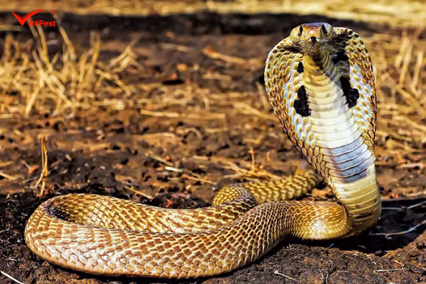 Trong một bài thơ về trận động đất giết chết hàng nghìn người ở Nepal và Ấn Độ năm 1934, nhà thơ dân gian Nepal Lok Nath Pokharel đã ví thảm họa này giống như trận đại họa tàn sát loài rắn.