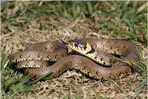 Bốn thập kỷ sau, vào năm 1975, người dân sống trong và xung quanh thành phố Hải Thành, tỉnh Liêu Ninh, Trung Quốc, nhận thấy số lượng rắn tăng bất thường. Ba tháng sau, một trận động đất xảy ra.