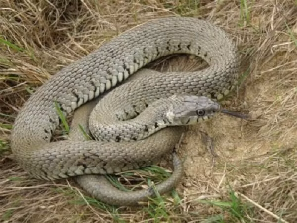 Một số nhà khoa học khác cũng cho rằng các loài động vật tại Công viên Quốc gia Yala có thể phát hiện ra trận động đất và di chuyển lên vùng đất cao hơn trước khi sóng thần ập đến, gây ra những đợt sóng lớn và lũ lụt.