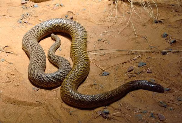 Chúng được trang bị giác quan nhạy bén giúp chúng tránh kẻ thù hoặc xác định vị trí của con mồi. Vì vậy những giác quan này cũng có thể giúp động vật phát hiện ra những thảm họa tiềm ẩn.