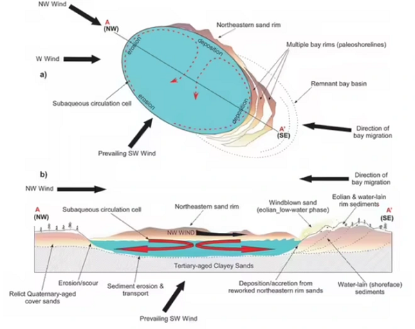 Theo các tài liệu khoa học, có thể đã từng tồn tại tới 200.000 Vịnh Carolina tại khu vực này vào một thời điểm nào đó. Nhưng gần 97% Vịnh Carolina đã bị ảnh hưởng bởi nông nghiệp và khai thác gỗ của người dân bản địa.