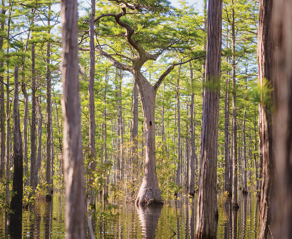 Tác động của con người không chỉ xóa bỏ đi một phần quá khứ địa chất của chúng ta mà còn phá vỡ một hệ sinh thái đầm lầy quan trọng đối với nhiều loài như kỳ nhông và ếch ở Bắc Mỹ.