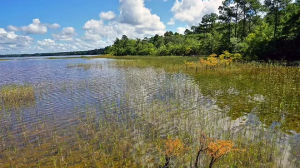 Các Vịnh Carolina, cùng với các vùng đất ngập nước biệt lập khác, mang lại nhiều lợi ích cho môi trường. Các vùng đầm lầy như Vịnh Carolina cũng rất cần thiết trong việc ngăn ngừa lũ lụt và cải thiện chất lượng nước. Ngoài ra, Vịnh Carolina còn ghi nhận là môi trường sống của hơn 25 loại thực vật ăn thịt vô cùng đa dạng, phong phú. Mời các bạn xem video: Khung cảnh thiên nhiên tuyệt đẹp tại các quốc gia ít dân nhất thế giới. Nguồn: VTC.