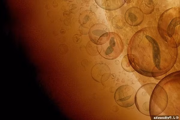 Mặt khác, nó có đủ tính linh động để di chuyển trong những cơn gió mạnh, chuyển động phức tạp trên sao Kim và có đủ độ bền để chống chọi lại lượng acid sulfuric trong khí quyển nơi đây.