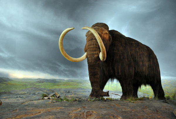 Phát hiện này cho thấy mặc dù điều kiện lạnh giá của lớp băng vĩnh cửu đã giúp bảo tồn ADN, nhưng việc thành công giải trình tự DNA đã hơn 1 triệu năm tuổi vẫn mang tính đột phá.