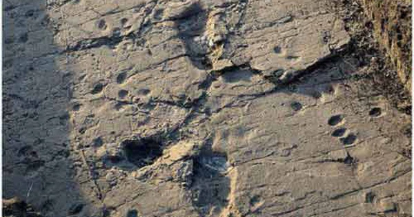 Tiến sĩ Suzanne Pilaar Birch - Phó Giáo sư khảo cổ học và địa lý tại Đại học Georgia ở Athens đã phân tích mới về dấu chân cổ đại được phát hiện vào những năm 1970 ở Tanzania được xác định thuộc về một loài Tông Người - một tông trong Phân họ Người chỉ bao gồm các loài người, tinh tinh cùng các tổ tiên đã tuyệt chủng của chúng.