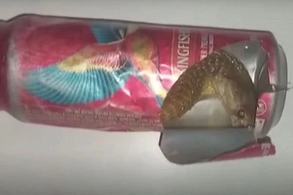 Vì con rắn đang trong cơn hoảng loạn nên nó có thể vô thức tấn công con người để tự vệ, nên đội cứu hộ đã giữ miệng nó bằng một túi nhựa trong suốt có ống nhựa hở đầu để ngăn nó cắn trả.