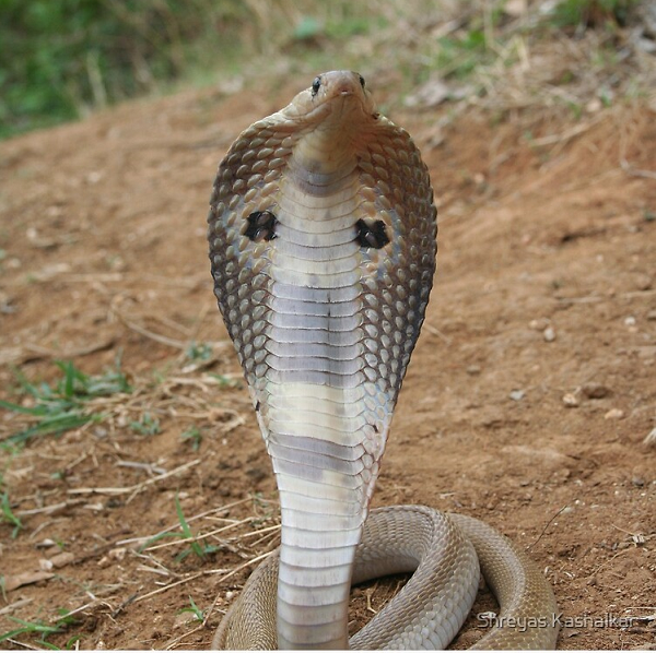 Loài rắn này thường bị nhầm với một số loài rắn khác như rắn chuột phương Đông hoặc rắn hổ đất. Tuy nhiên, rắn hổ mang thường có kích thước dài hơn rắn chuột phương Đông. Còn rắn hổ mang đất thường có hình chữ O sau đầu, khác với hình mũ trùm của hổ mang Ấn Độ.