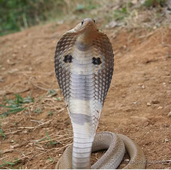 Loài rắn này thường bị nhầm với một số loài rắn khác như rắn chuột phương Đông hoặc rắn hổ đất. Tuy nhiên, rắn hổ mang thường có kích thước dài hơn rắn chuột phương Đông. Còn rắn hổ mang đất thường có hình chữ O sau đầu, khác với hình mũ trùm của hổ mang Ấn Độ.