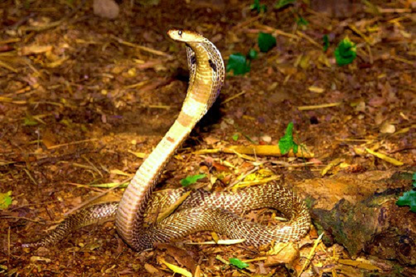 Loài rắn này là nguyên nhân chính dẫn đến nhiều ca tử vong tại những nơi mà chúng sinh sống. Nọc độc của loài rắn này chủ yếu chứa chất độc thần kinh sau synap và cardiotoxin. Các loại enzym như hyaluronidase gây ra ly giải và làm tăng sự lan rộng của nọc độc trong cơ thể.