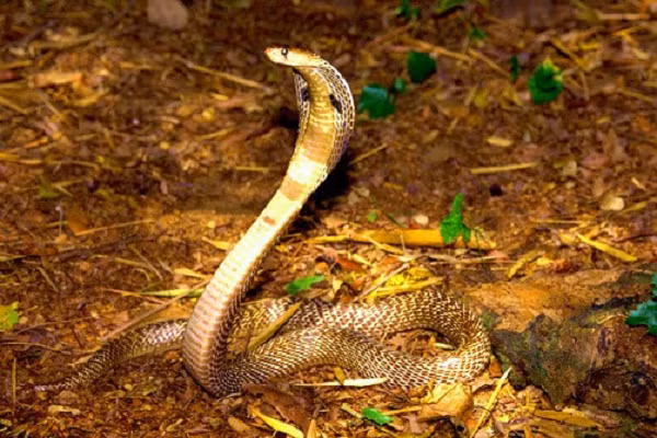 Loài rắn này là nguyên nhân chính dẫn đến nhiều ca tử vong tại những nơi mà chúng sinh sống. Nọc độc của loài rắn này chủ yếu chứa chất độc thần kinh sau synap và cardiotoxin. Các loại enzym như hyaluronidase gây ra ly giải và làm tăng sự lan rộng của nọc độc trong cơ thể.