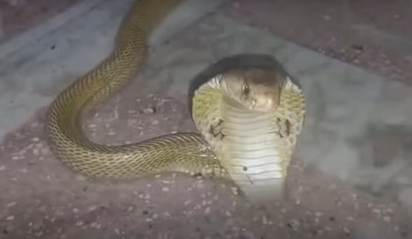 20 phút sau đó, việc giải cứu con rắn độc thành công tốt đẹp. Cả con vật cũng được cứu mà không có bất cứ nguy hại nào cho con người. Con rắn sau đó đã được thả về tự nhiên.