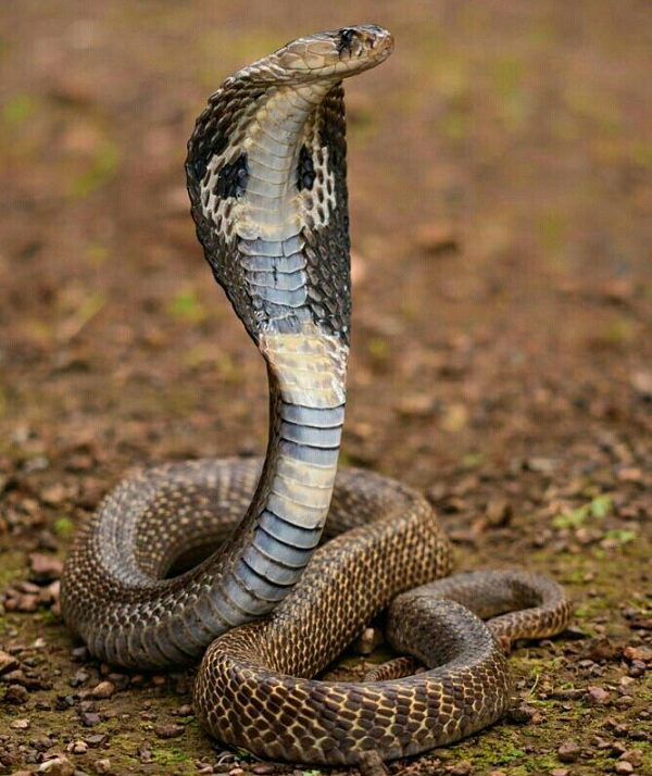 Thức ăn của rắn hổ mang Ấn Độ chủ yếu là động vật gặm nhấm, thằn lằn và ếch. Chúng thường theo dõi và tấn công con mồi rất nhanh.